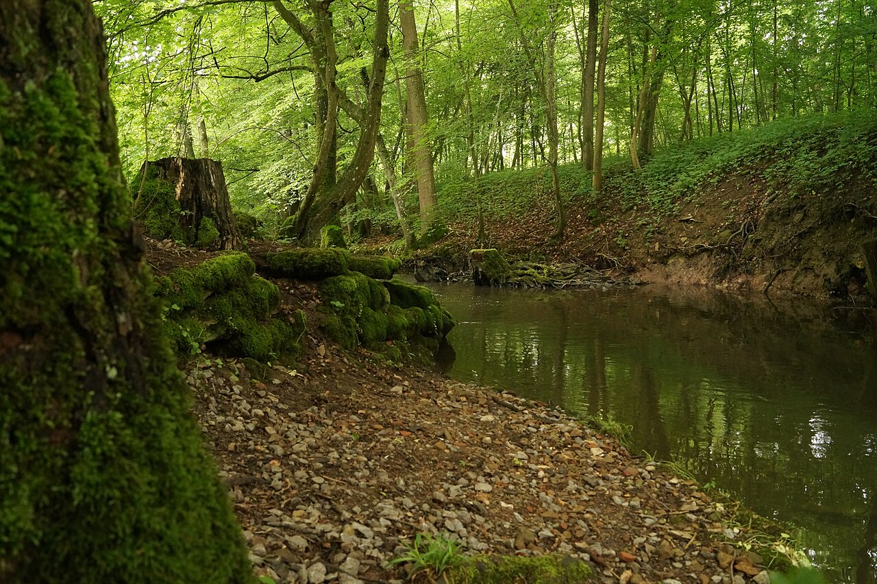 Im Häslachwald