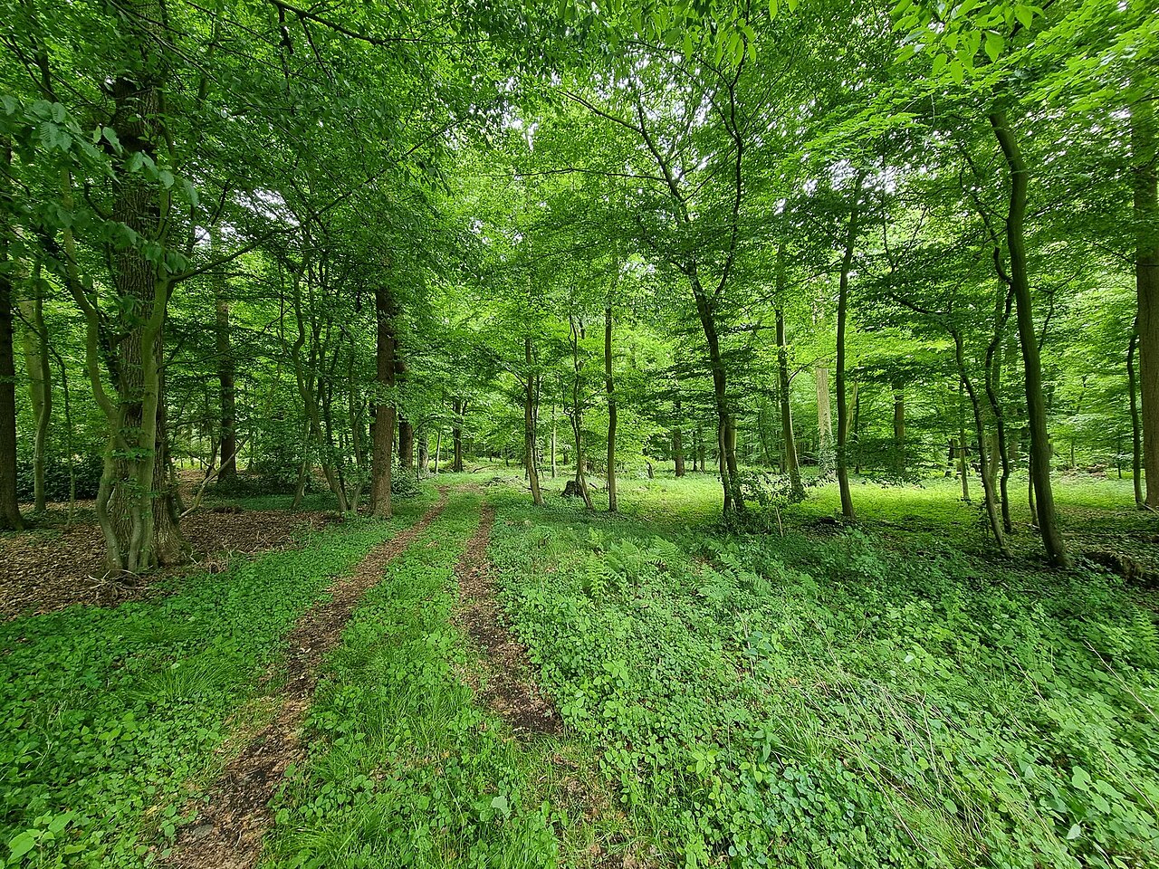 nature reserve Hahnenhorst