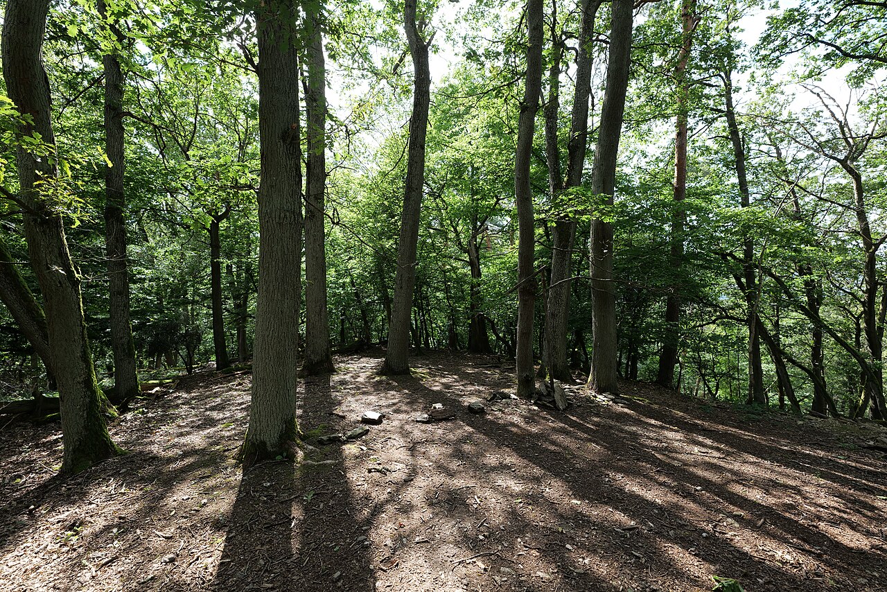 Hahnenkopf im Taunus