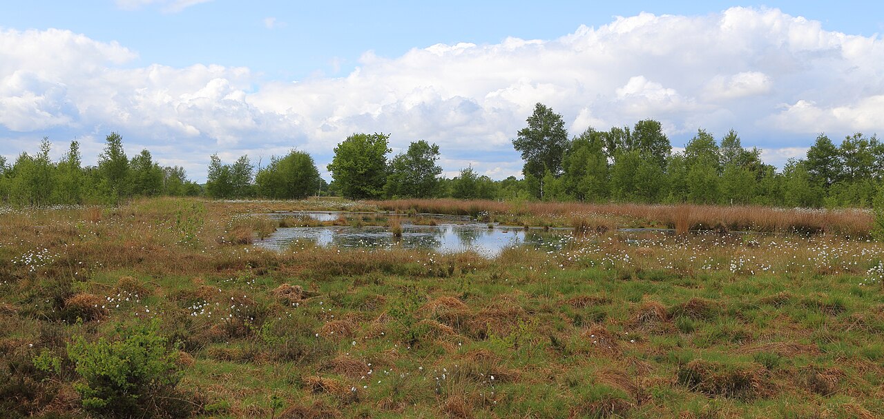 At the nature reserve Hahnenmoor , a large bog area in Lower Saxony , Germany