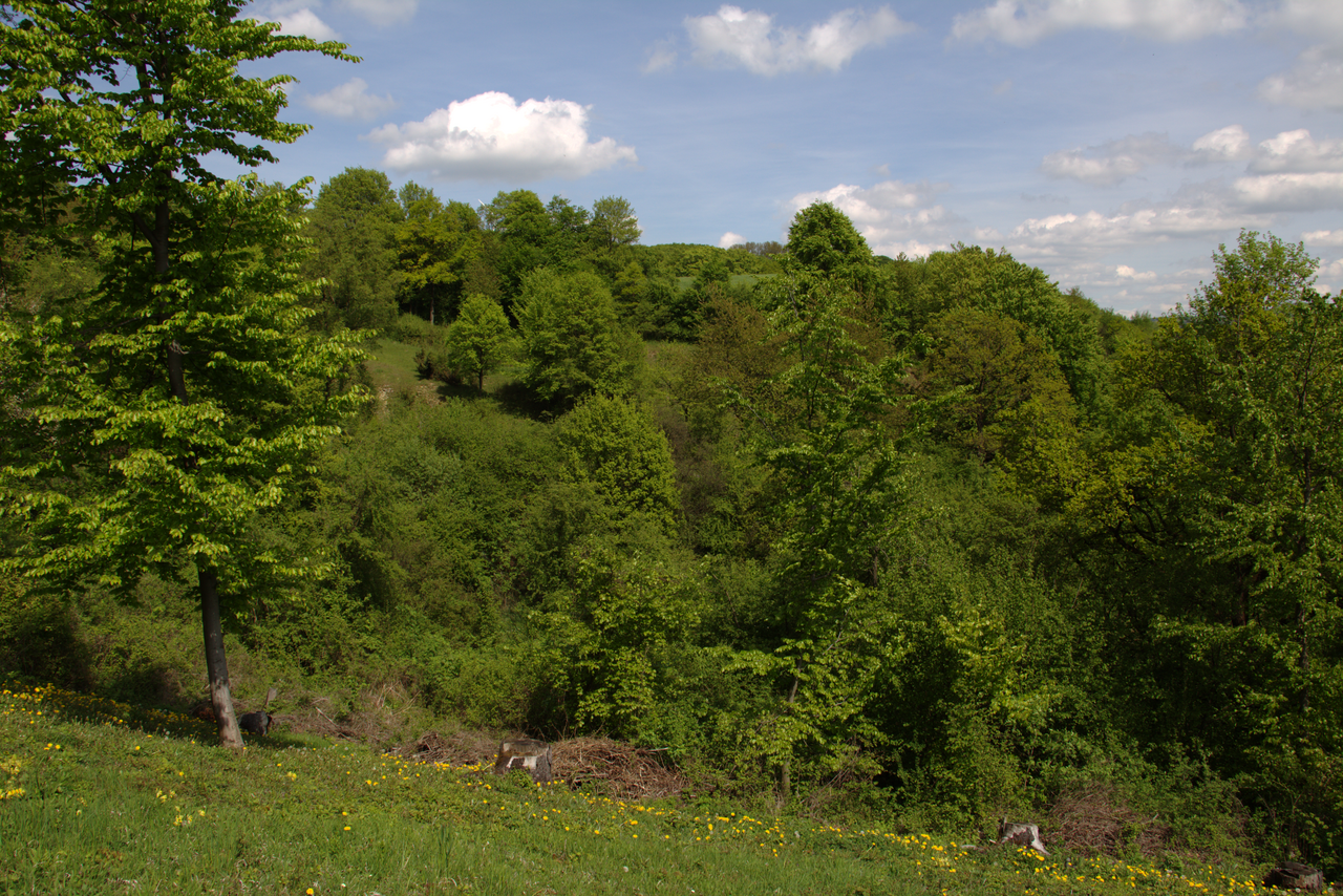 "Hainberg bei Elm" near Elm, Site of Community Importance, Schluechtern, Hesse, Germany