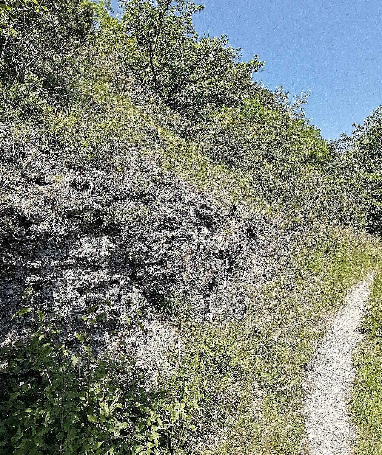 Naturschutzgebiet Hamberg, Mosbach: Aufschluss im Unteren Muschelkalk an Südosthang