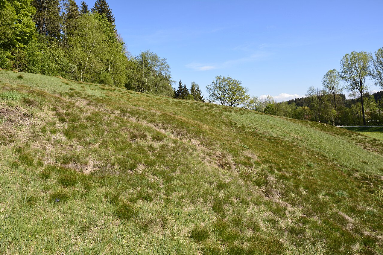 Feuchte Hangquellwiese mit zahlreichen Seggenarten (Carex sp