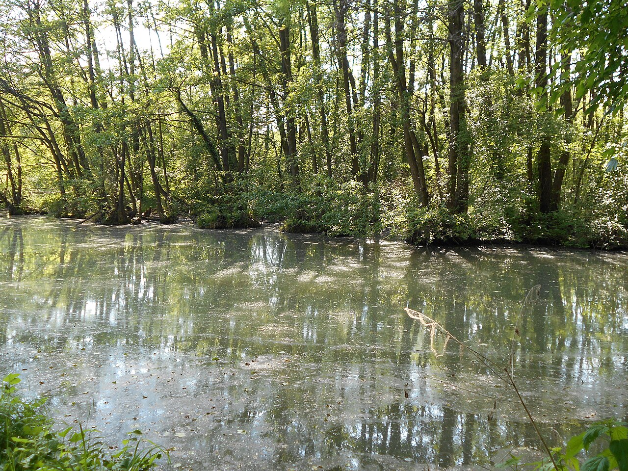 Wassergraben im Harrachpark mit der "Wilden Insel"