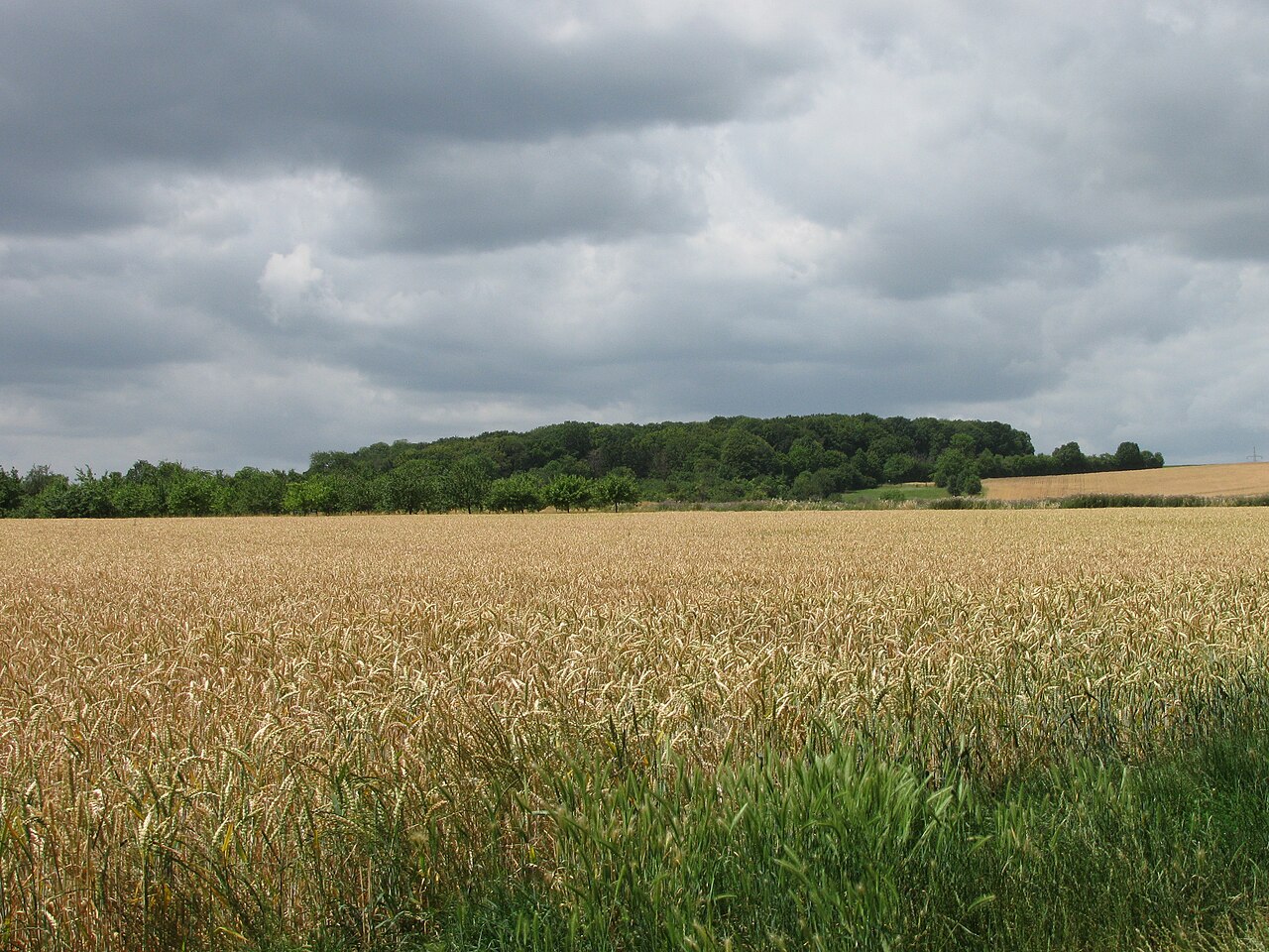das Naturschutzgebiet Hartig bei Hochstadt, auf einem Höhenzug nördlich von Hochstadt, Blick von Südosten