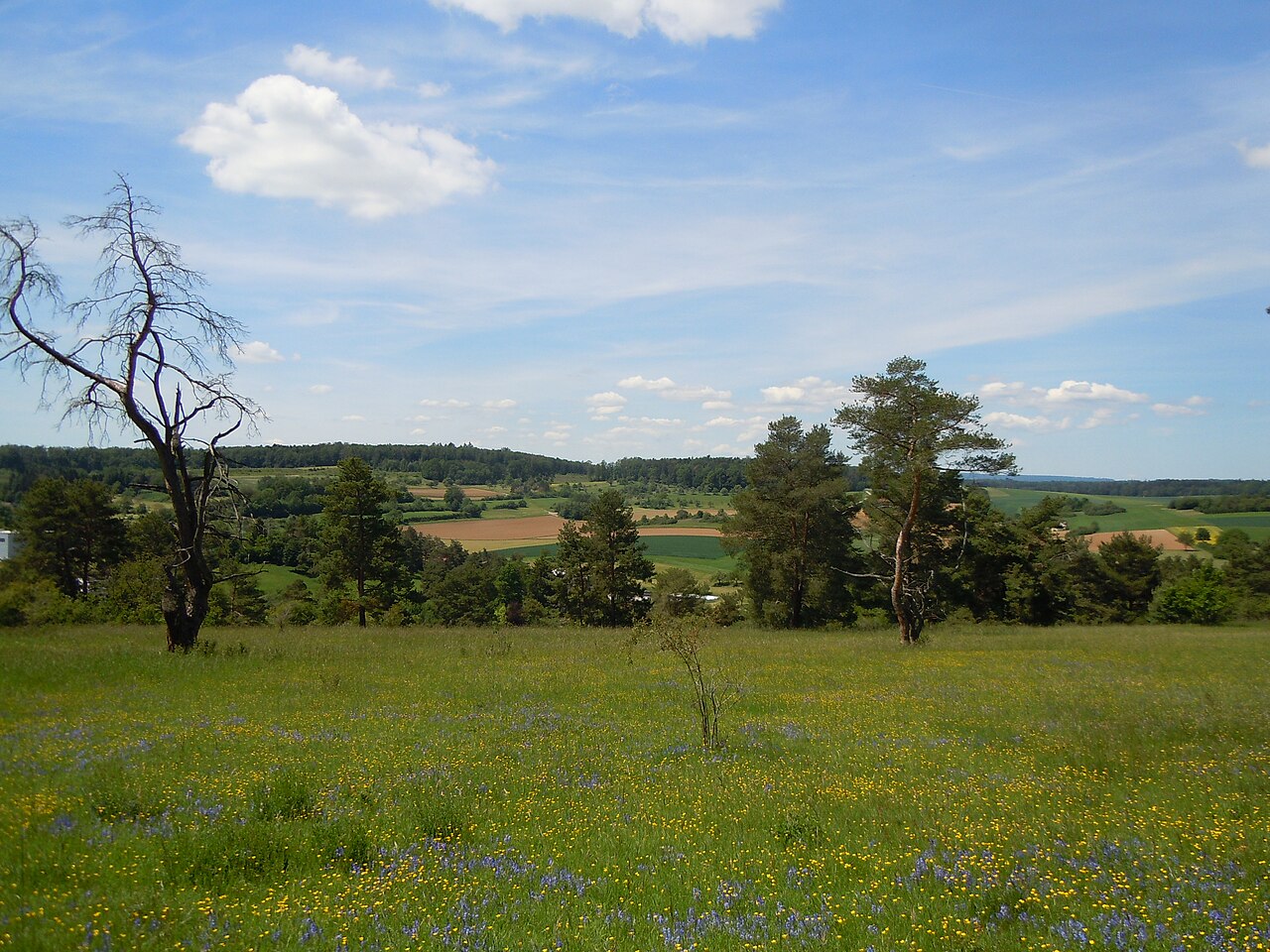 Halbtrockenrasen im Naturschutzgebiet Hartmannsberg (Schutzgebiets-Nr