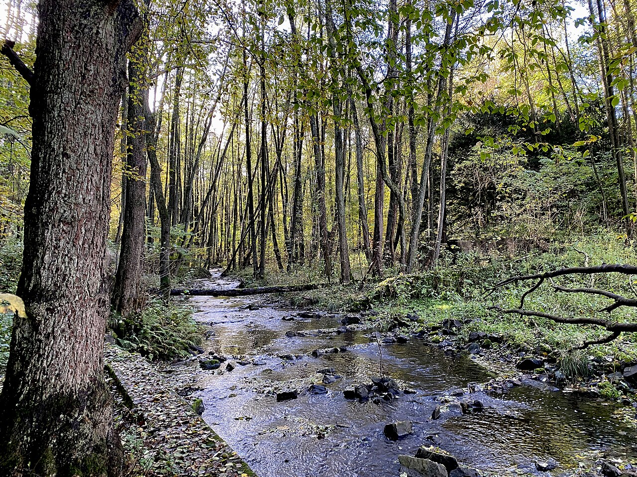 Bachbett des Hsper Bches im Naturschutzgebiet Hasper Bachtal