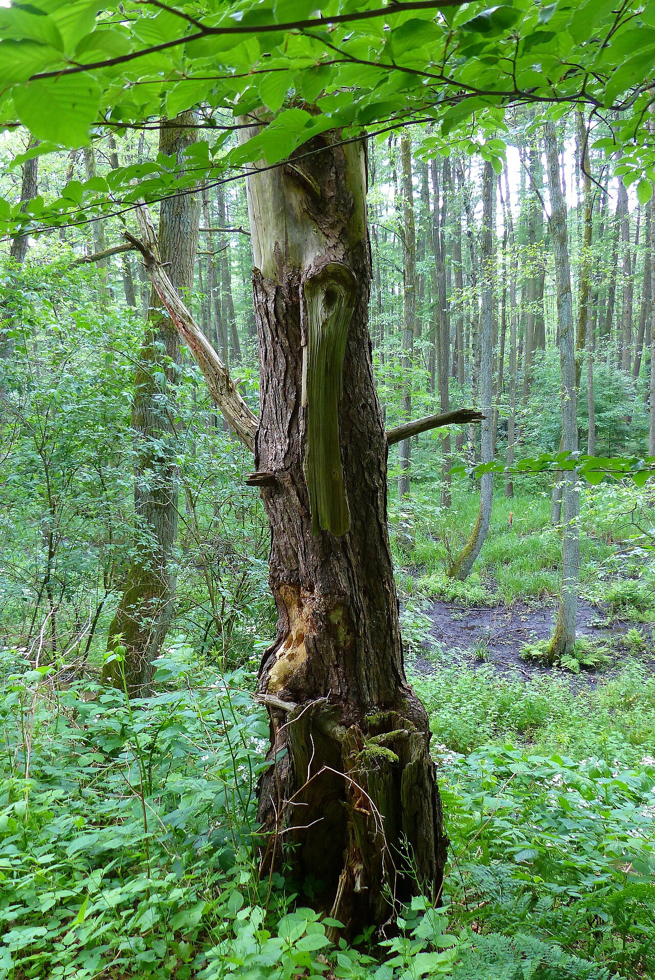 Foto von Hasselbachaue