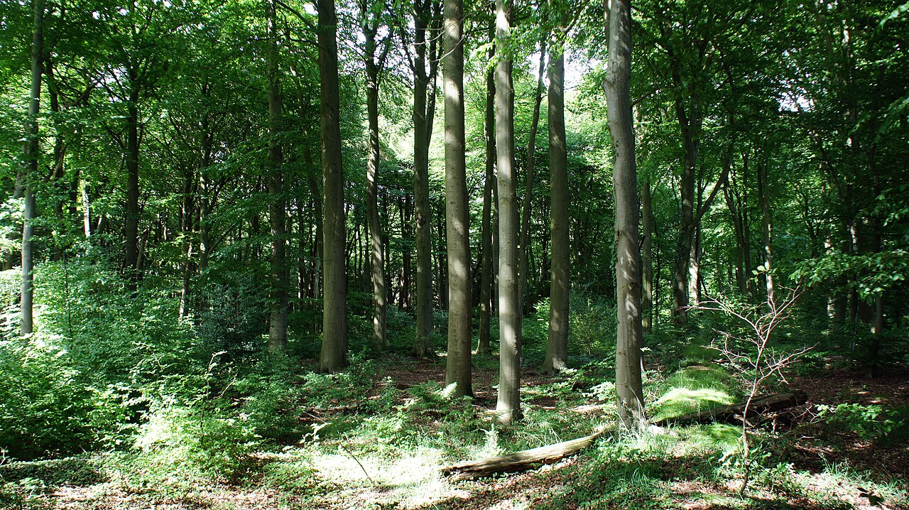 NSG WE071 Hatter Holz bei Kirchhatten, Gemeinde Hatten