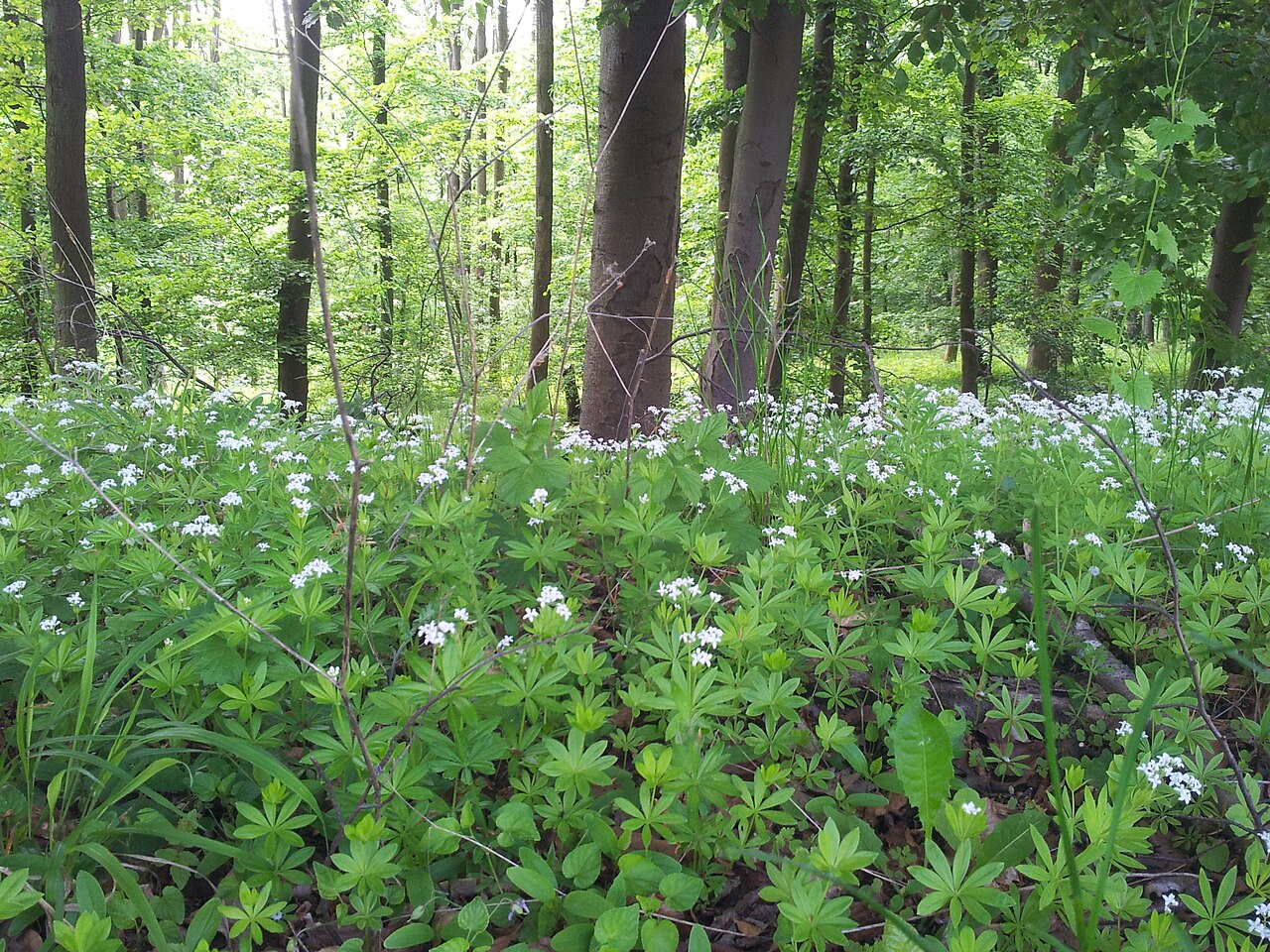 Waldmeisterblüte im Heberberg HA142