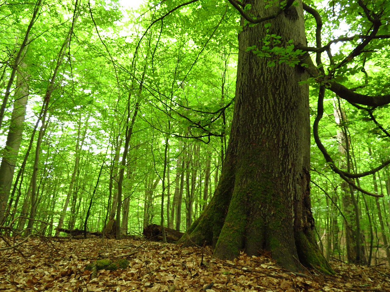 Alte Buche im Naturschutzgebiet "Heilige Hallen" in Mecklenburg-Vorpommern