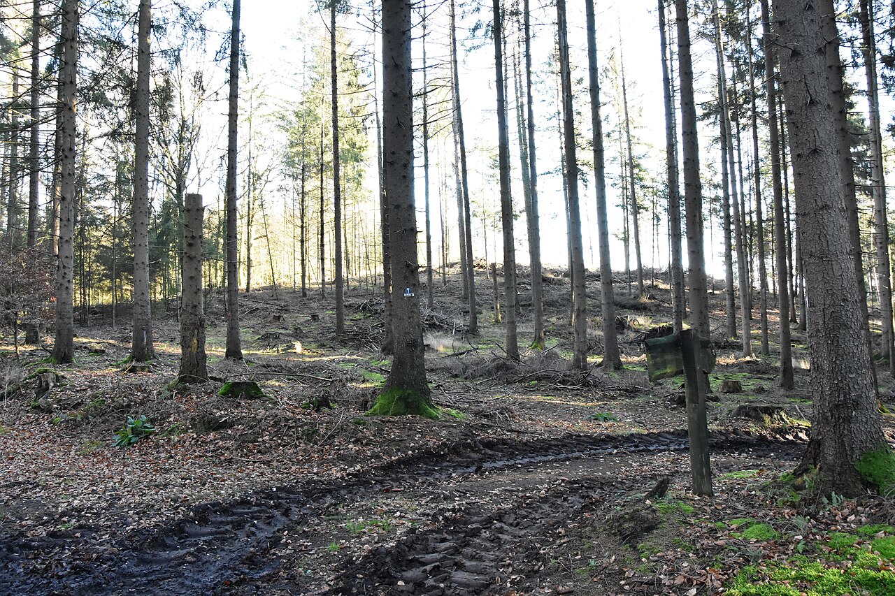 Blick auf die bewaldete Kuppe des Heiligenberges bei Alfhausen in den Ankumer Höhen
