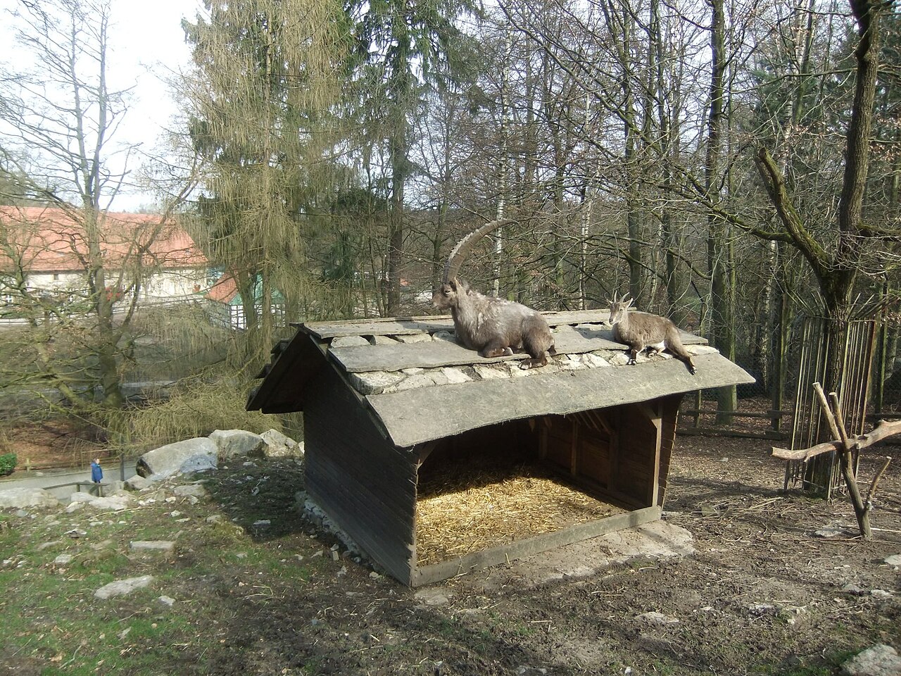 Alpensteinböcke im Heimat-Tierpark Olderdissen Bielefeld