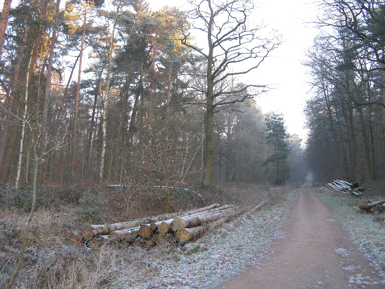 Im NSG Heisterholz in NRW