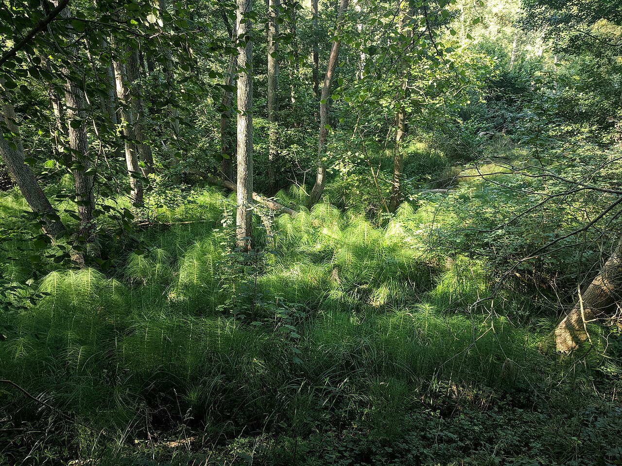 Riesenschachtelhalm im Naturschutzgebiet Hellgrund