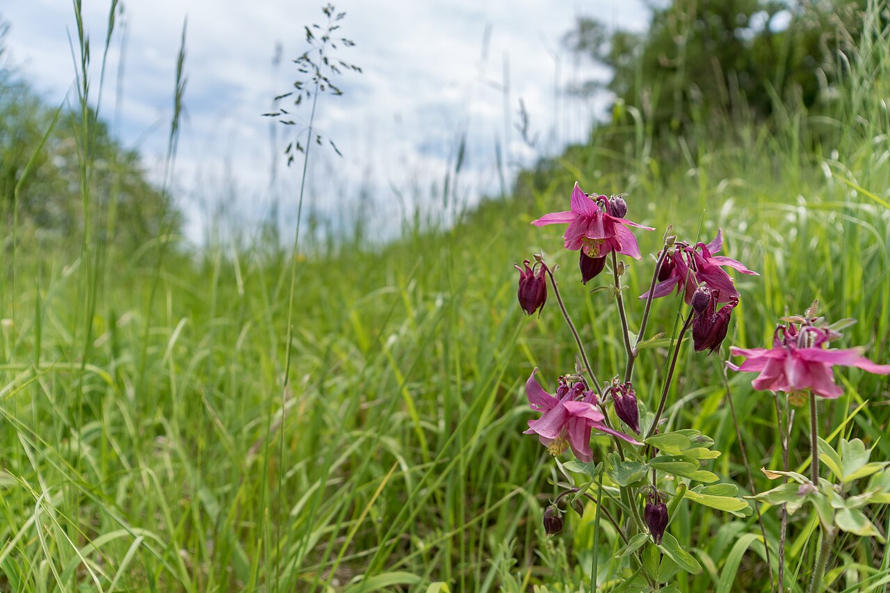 Blühende Akelei ( Aquilegia vulgaris ) im Naturschutzgebiet „Hemsberg von Bensheim-Zell“ (NSG 1431010)