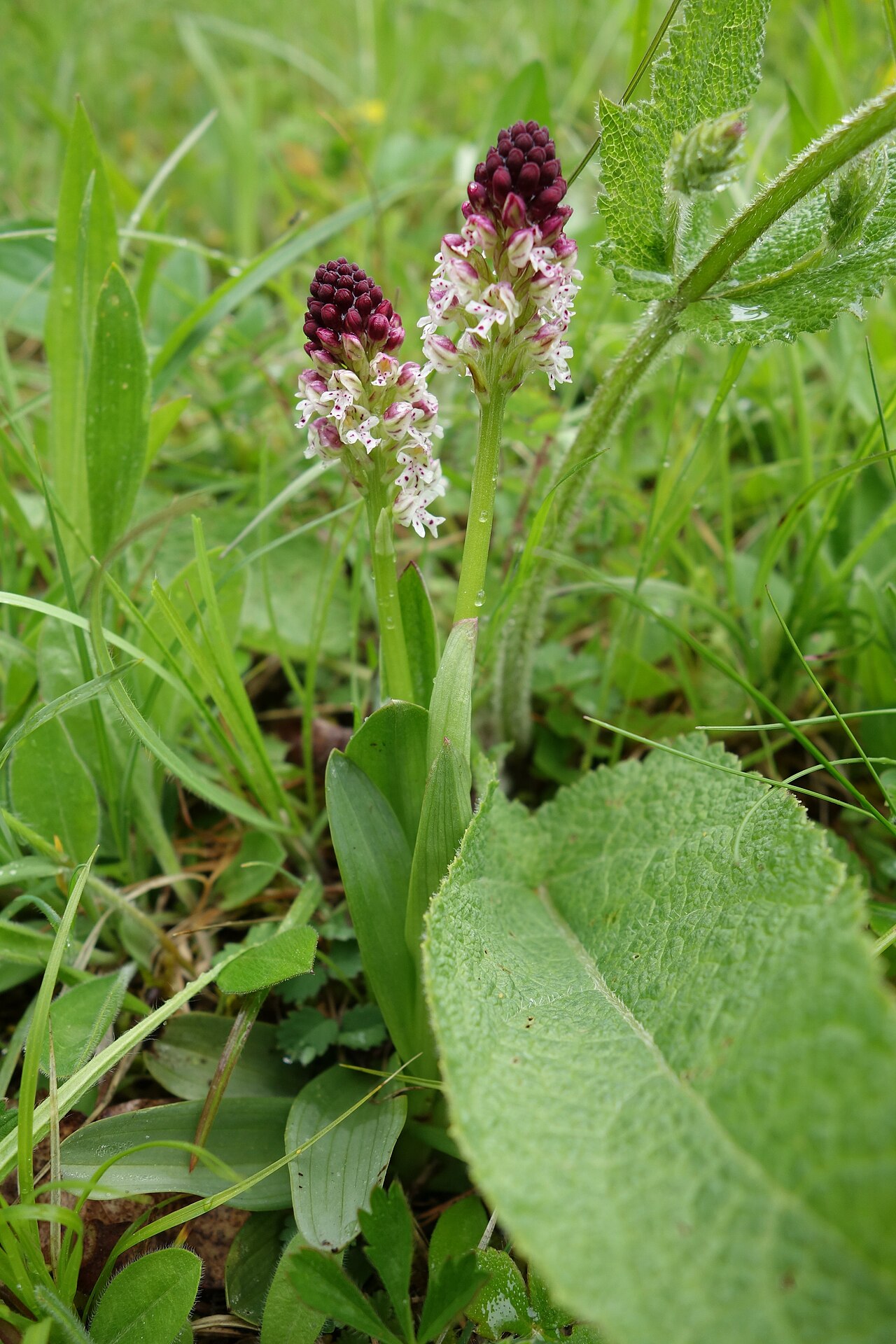 Brandknabenkraut (Orchis ustulata) im NSG Nüstenbachtal, Mosbach, Baden-Württemberg