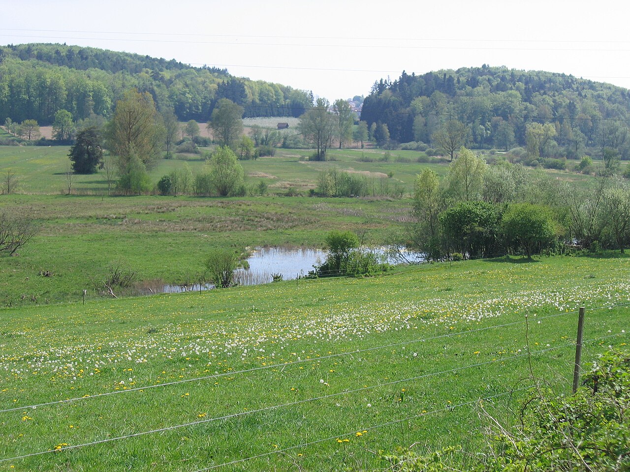 Foto von Hepbacher-Leimbacher Ried