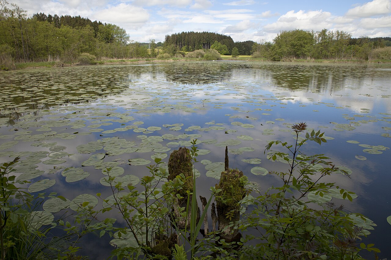 The Duke pond
