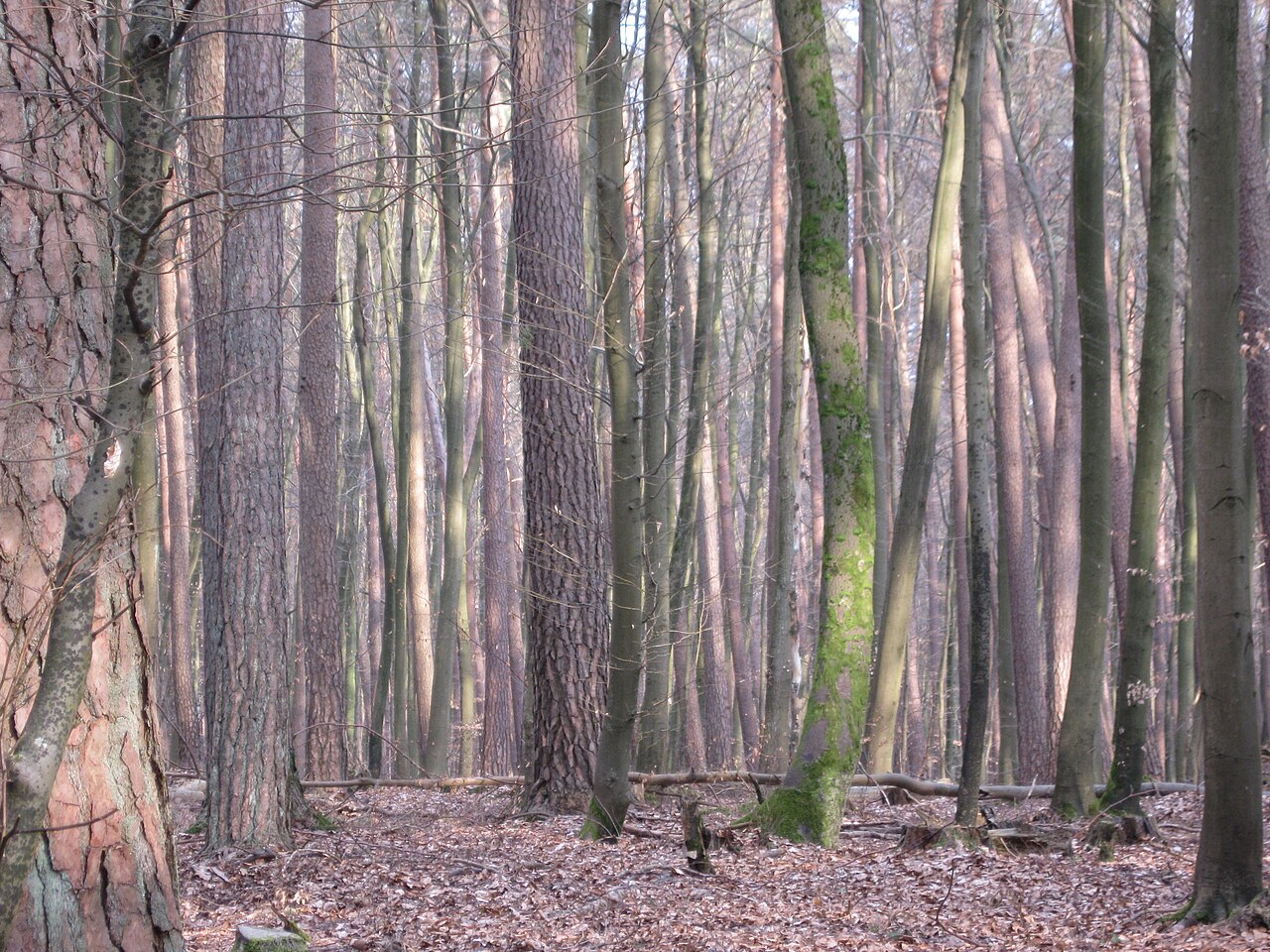 "Hesselner Berge" Nature Reserve near Halle/North Rhine-Westphalia/Germany