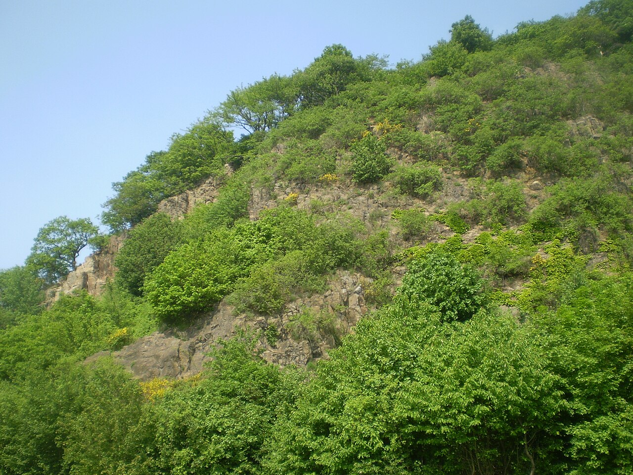 Steilhang (Latitkuppe) am Himmerich , Bad Honnef
