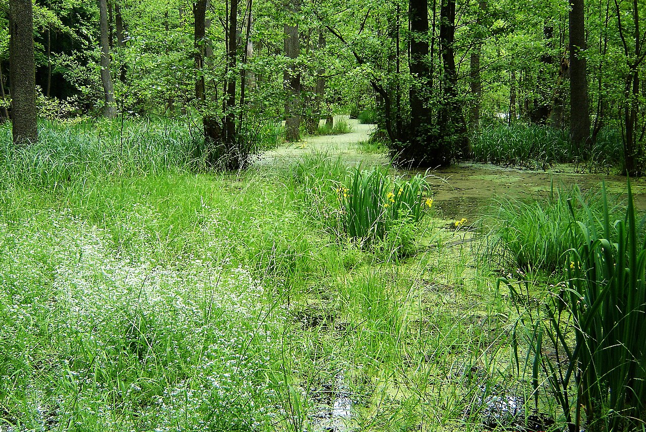 Schwarzerlenbruchwald im Hinrichshagener Forst (Stadt Woldegk, Mecklenburg)