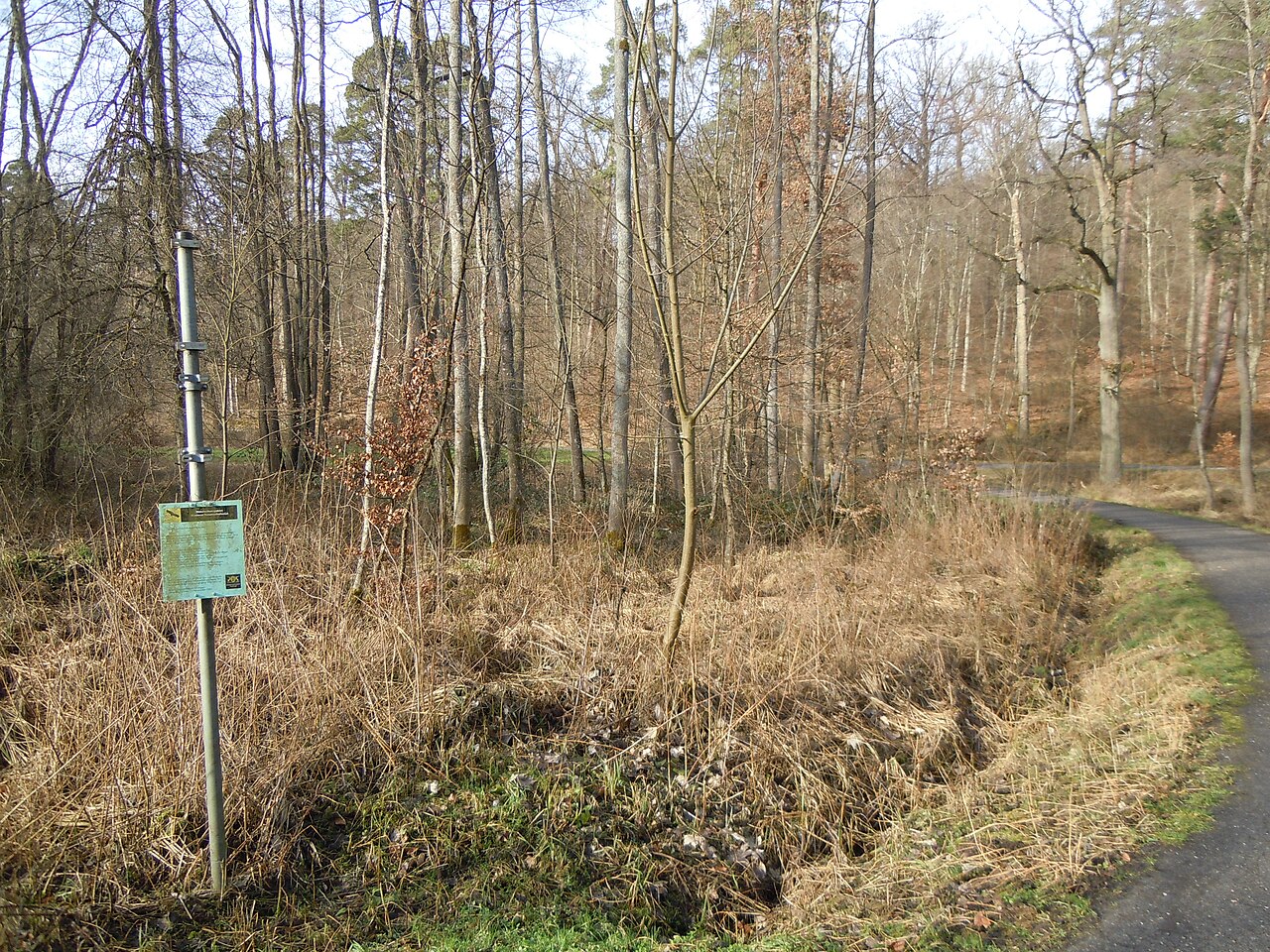 Bruchwald im NSG Hinteres Sommerhofental