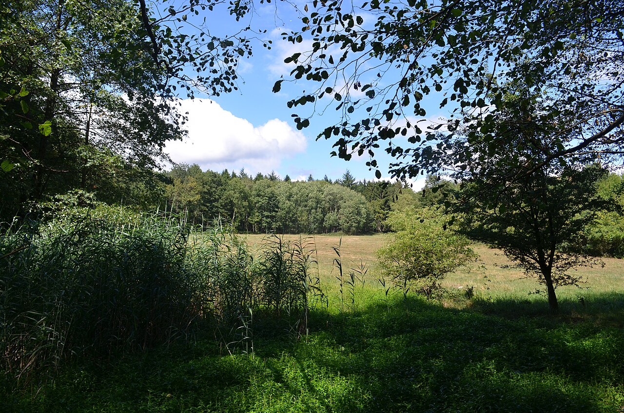 Kronberg, NSG Hinterste Neuwiese bei Kronberg