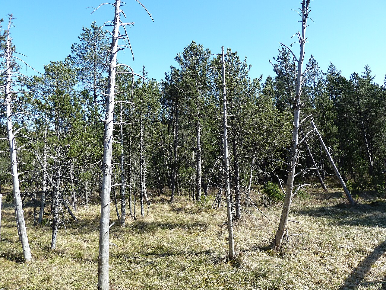 Frühling im Hinterzartener Moor
