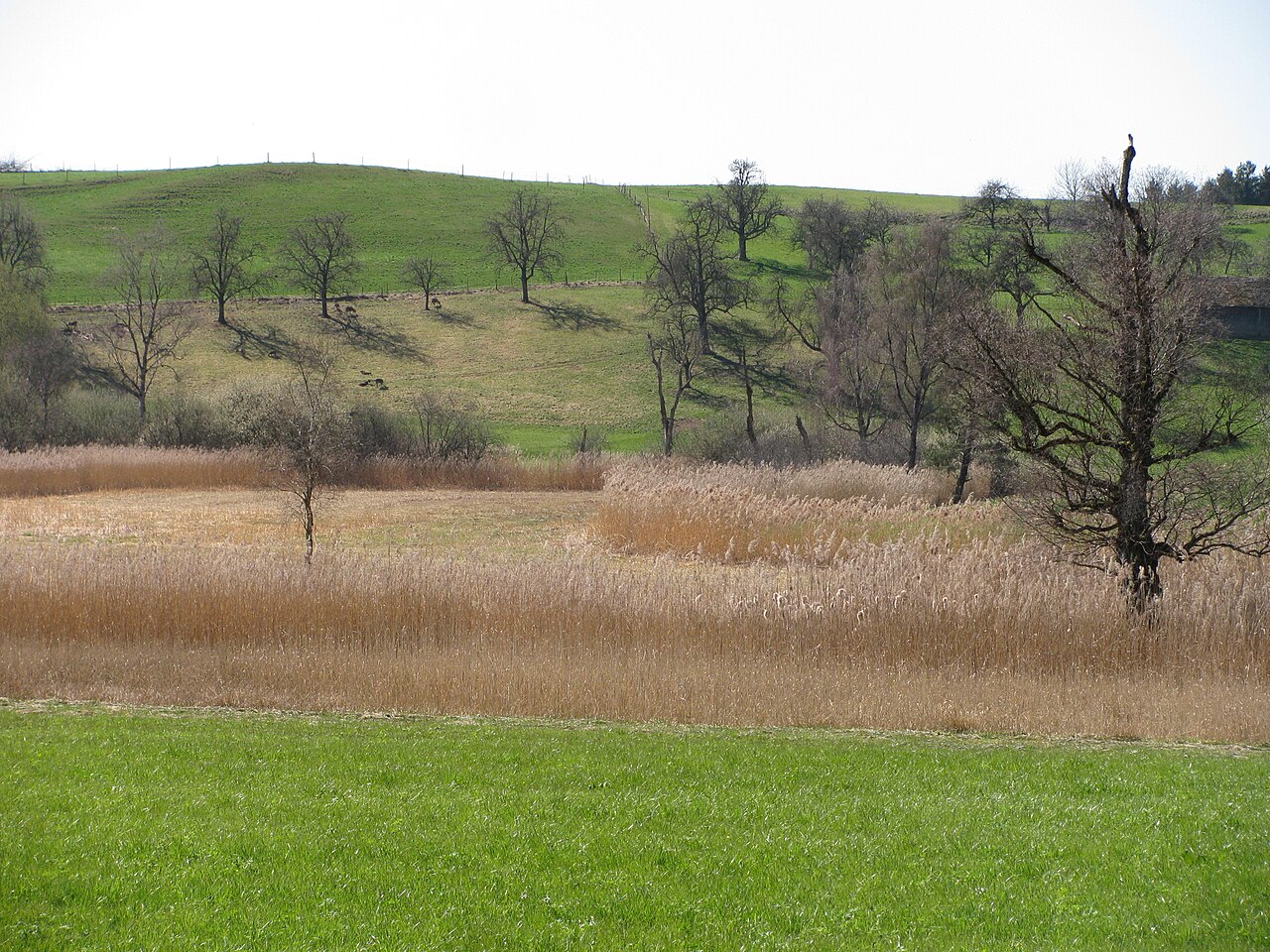 Germany - Baden-Württemberg - Bodenseekreis - Tettnang: nature reserve 'Hirrensee'