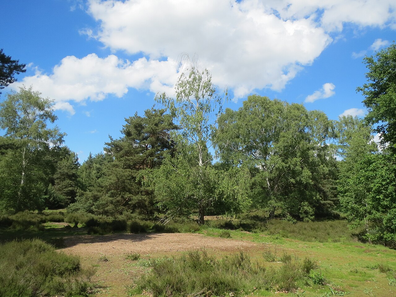Heidelandschaft im Naturschutzgebiet Hirschacker und Dossenwald