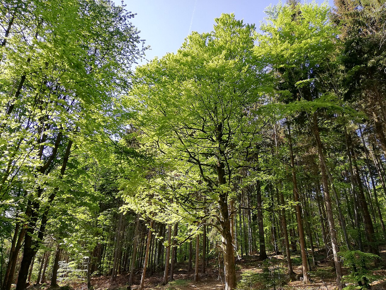Ein Bild vom Wald in der Nähe von Winterbach