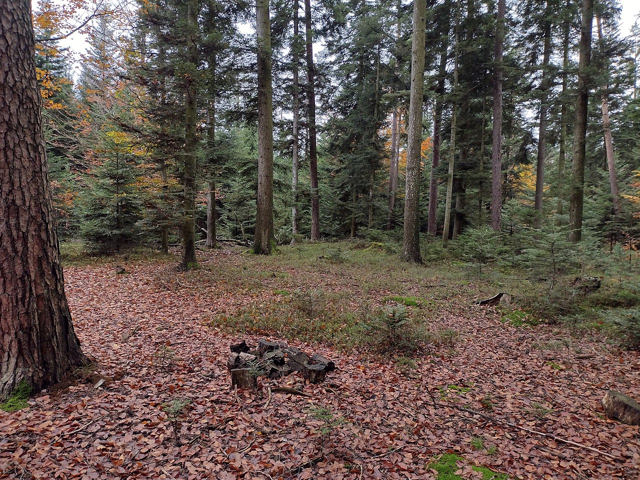 Hoblersberggipfel