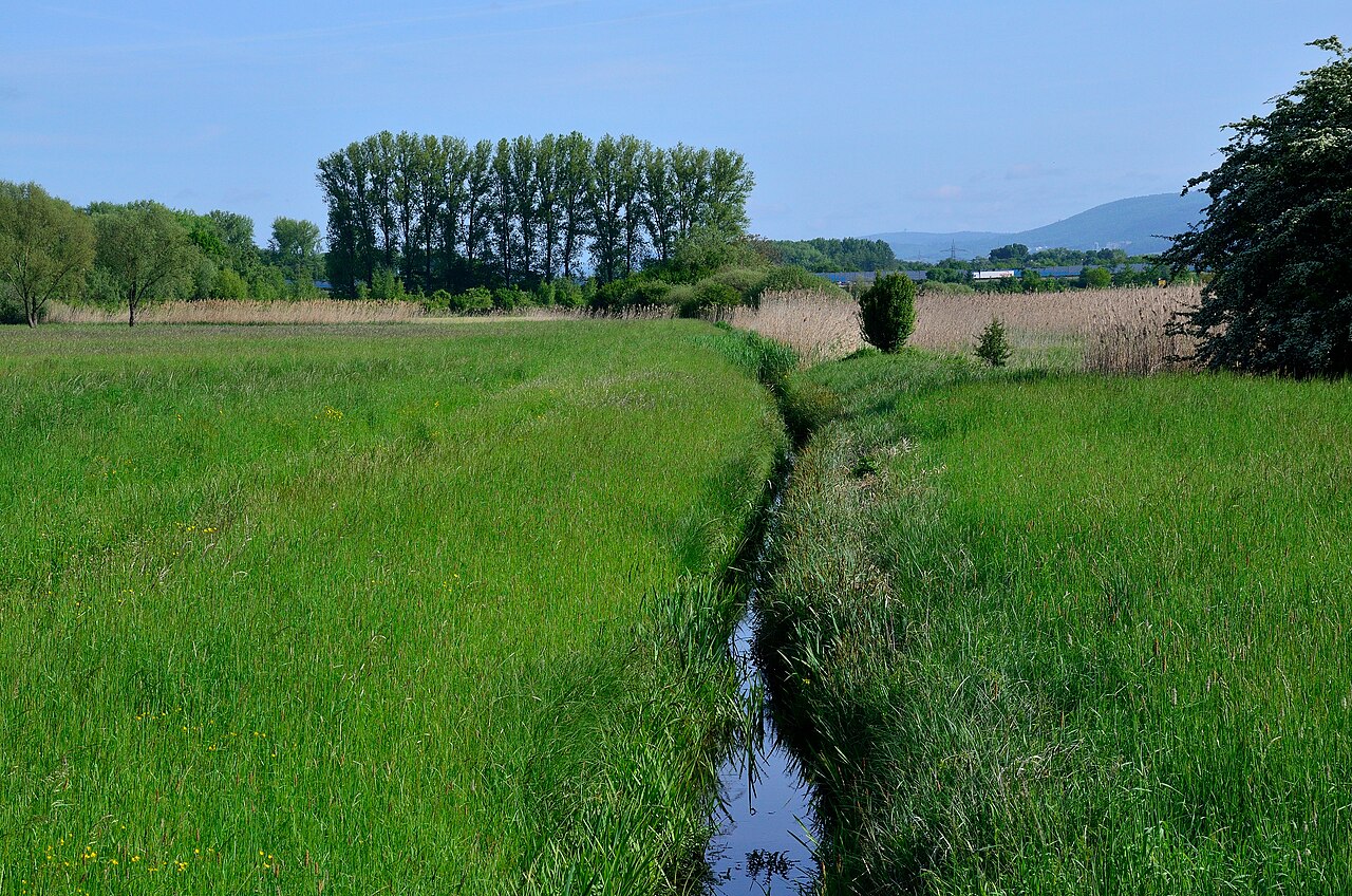 Wassergraben mit Schilf im Naturschutzgebiet Hochholz-Kapellenbruch