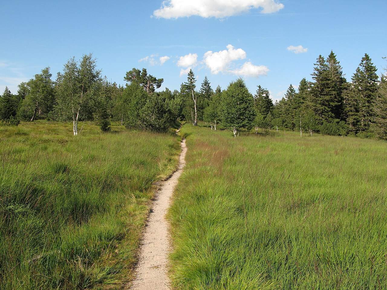 Auf dem Hochkopf und Pfrimmackerkopf am Westweg im Nordschwarzwald