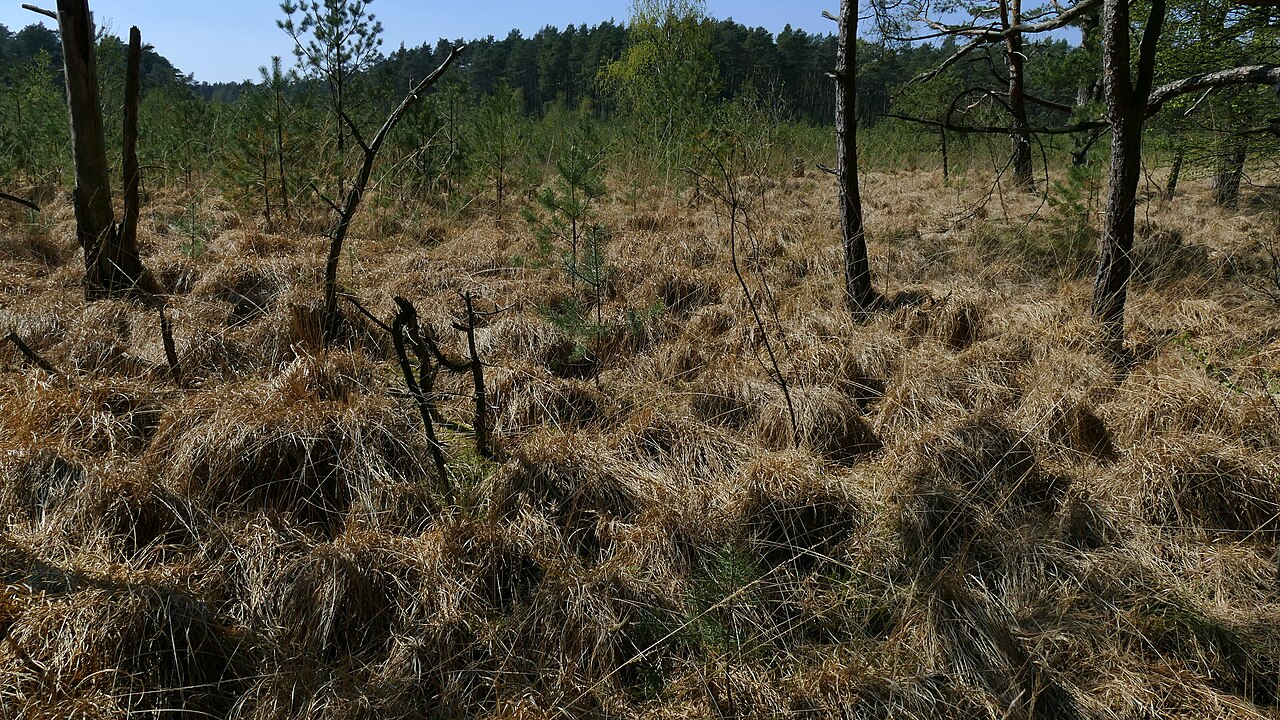 Foto von Hochmoore bei Wieckenberg