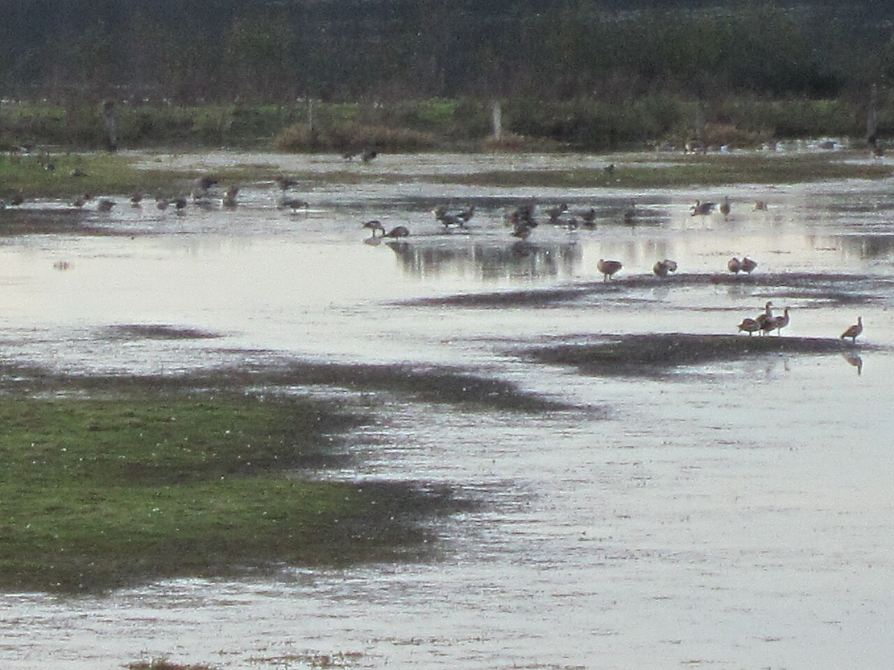 Natural reserve "Reservebecken Alfhausen-Rieste"