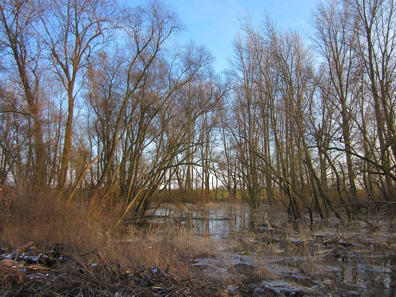 Silberweiden und Schwarzpappeln im Naturschutzgebiet Tongrube Neuwiesen (Hockenheim)