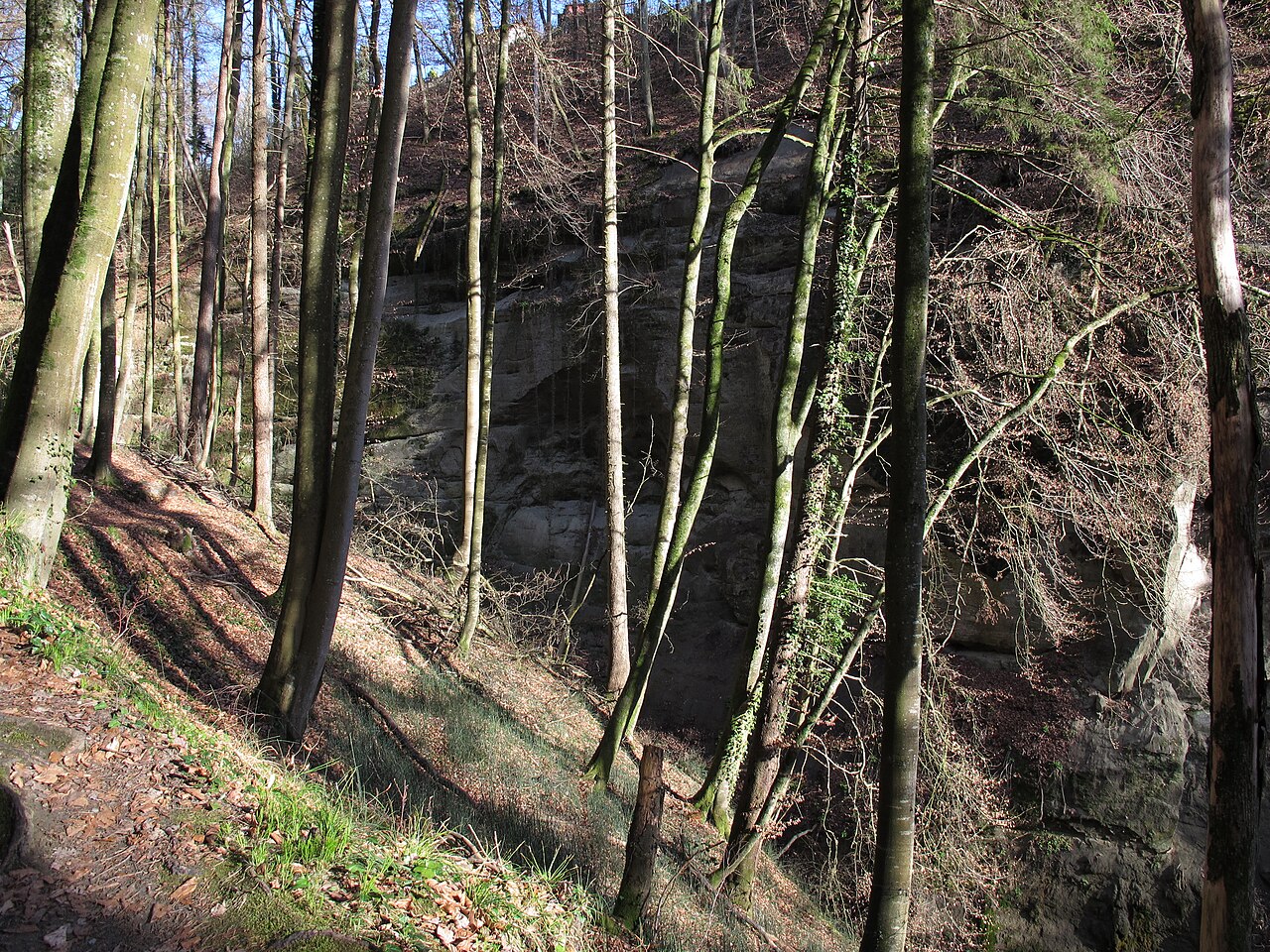 Beech forest in the Hödinger Tobel near Überlingen/Germany