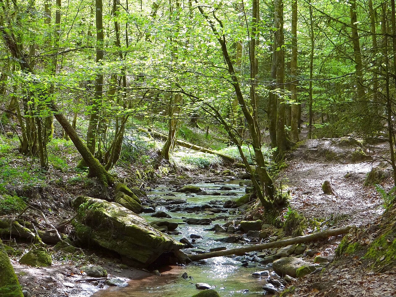 Der Hörschbach im Naturschutzgebiet „Hörschbachschlucht“ (NSG 1