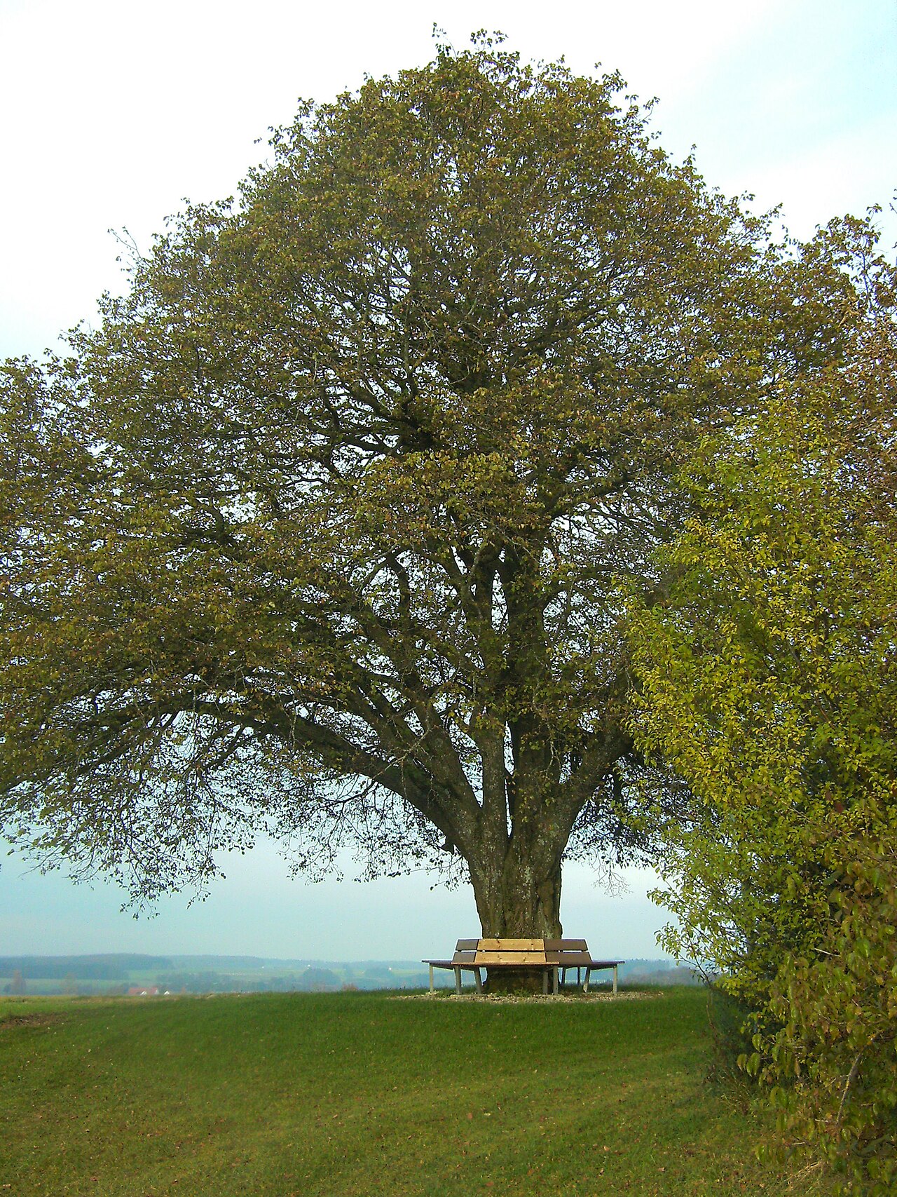 Hohbäumle (712 m) in Eberhardzell, als Naturdenkmal geschützte Sommerlinde ( Tilia platyphyllos ) mit Sitzbank