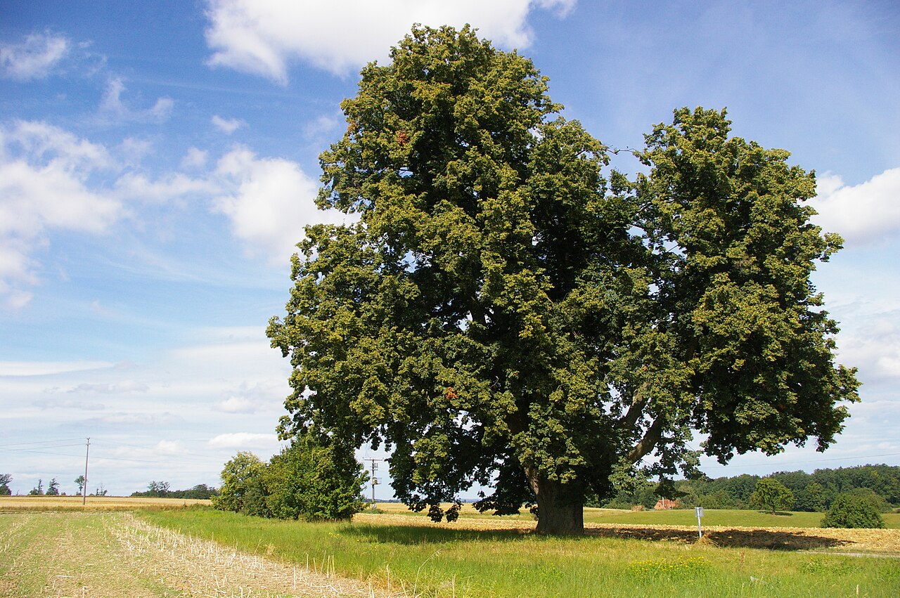 Hoher Baum Maichingen