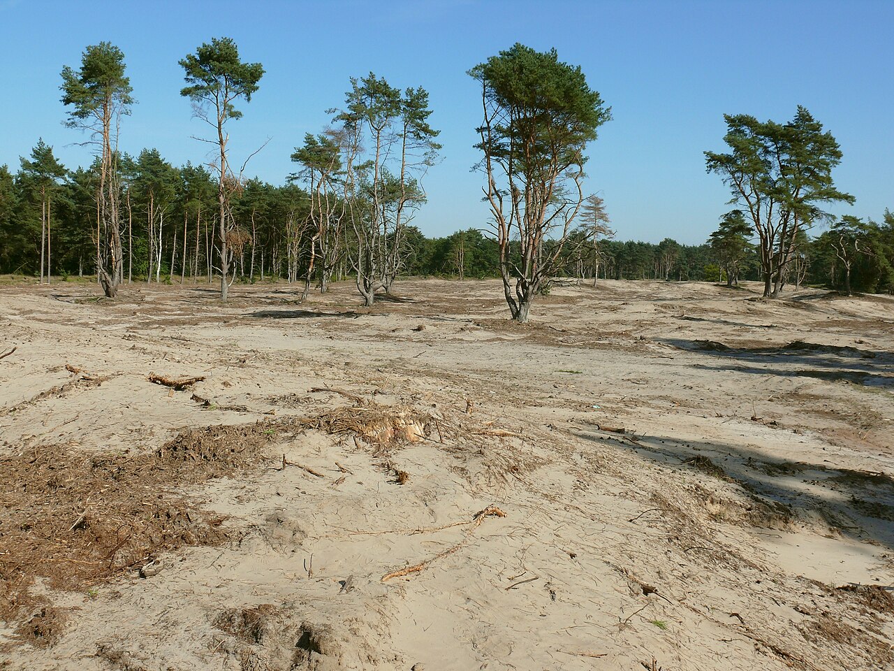 Holmer Sandberge kurz nach der Beseitigung der aufgelaufenen Vegetation
