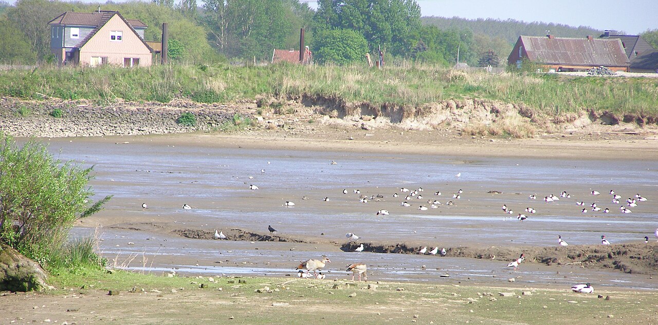 Egyptian Geese ( Alopochen aegyptiacus ) and Shelducks ( Tadorna tadorna ) in the Holzhafen ( Hamburg ) on May 1, 2012