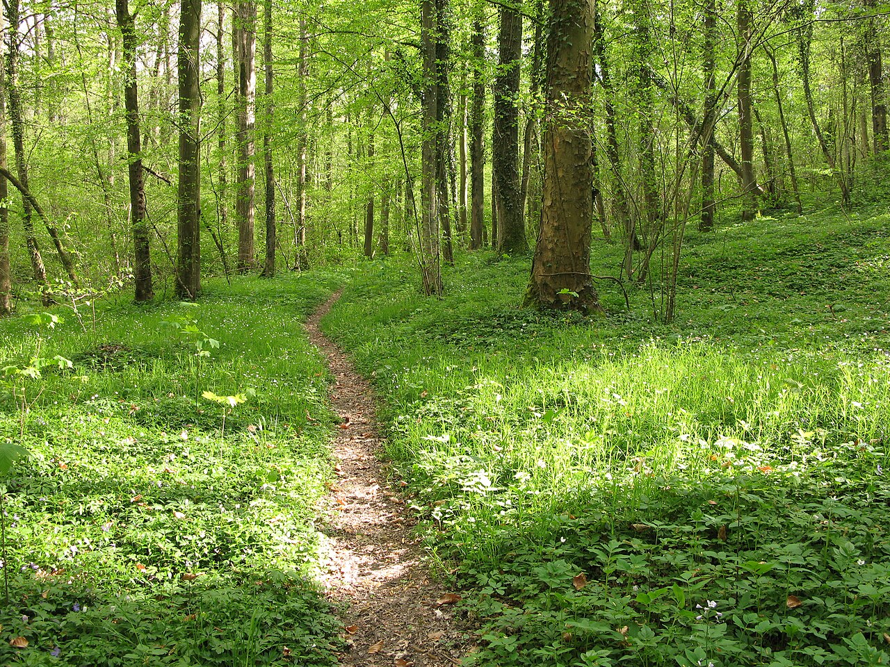 Im Naturschutzgebiet Honigbuck in Freiburg im Breisgau in Baden-Württemberg