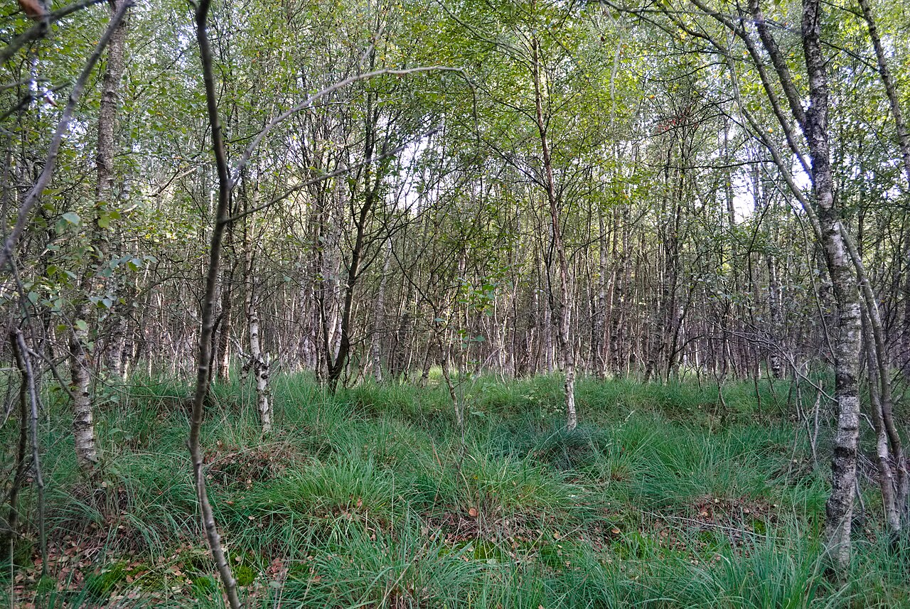 Birkengehölz in Hootmanns Meer