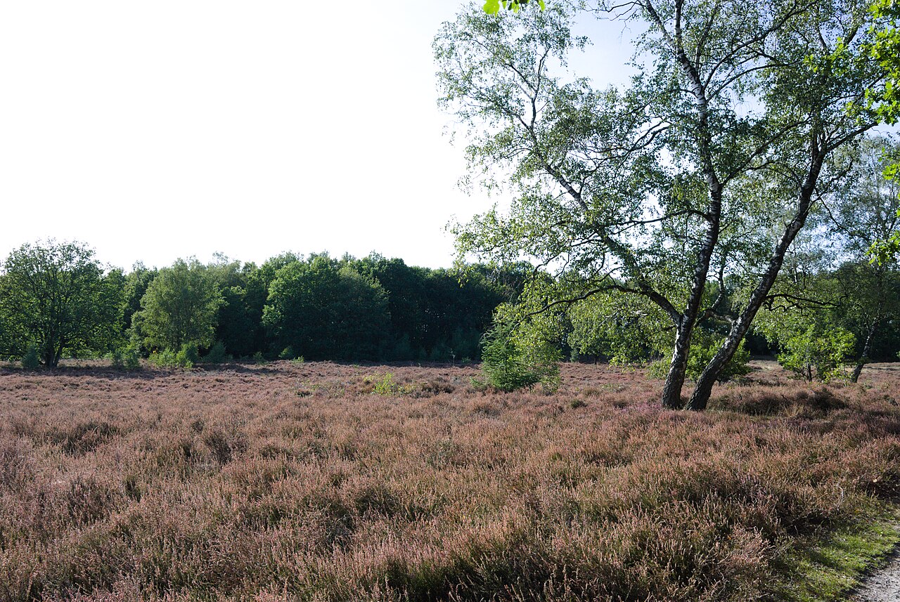 Heidefläche mit Birke in der Hügelgräberheide Halle-Hesingen