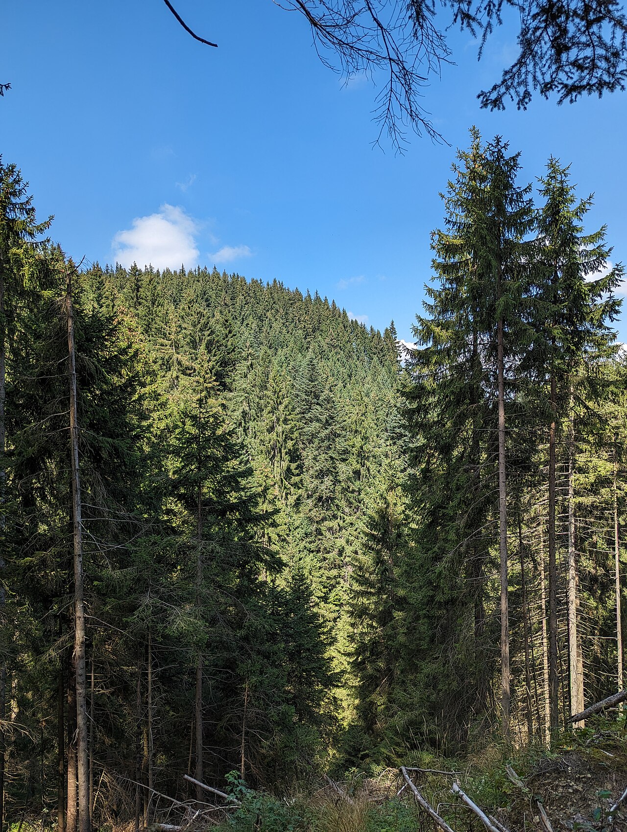 Hündeleskopf (Berg in Deutschland)