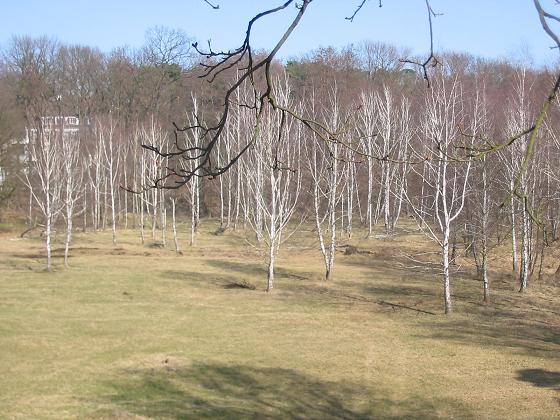 The nature reserve "Hundekehlefenn" in Berlin
