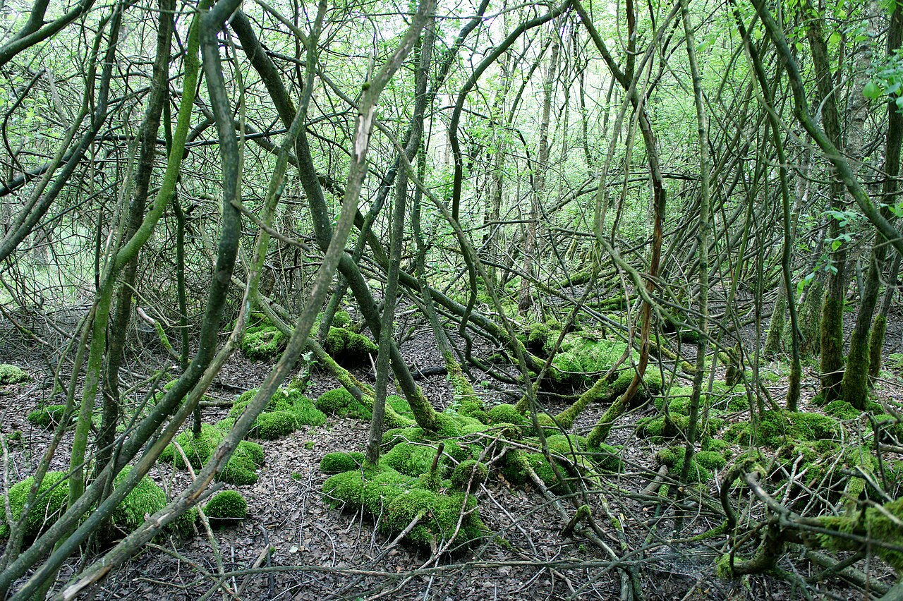 Blick ins Naturschutzgebiet WE079 Huntloser Moor